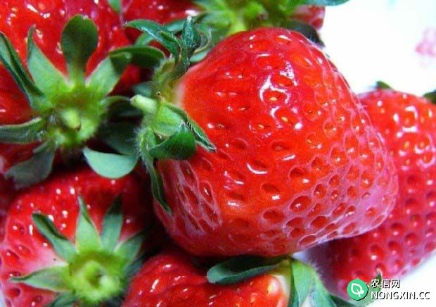 草莓不能和什么一起吃什么病不能吃草莓