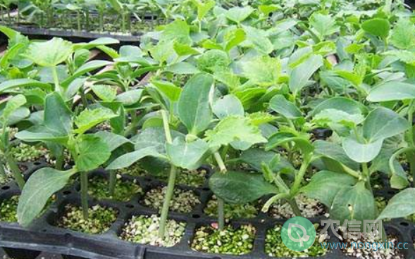 黄瓜浸种催芽与播种的方法