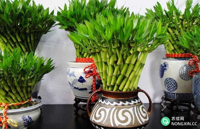 富贵竹种植方法