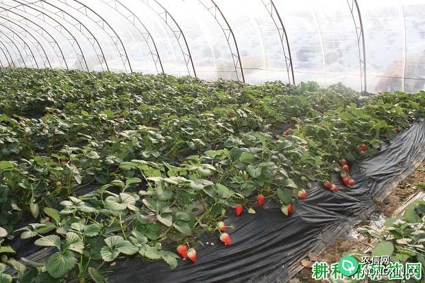 草莓在大棚中连作种植有哪些缺点