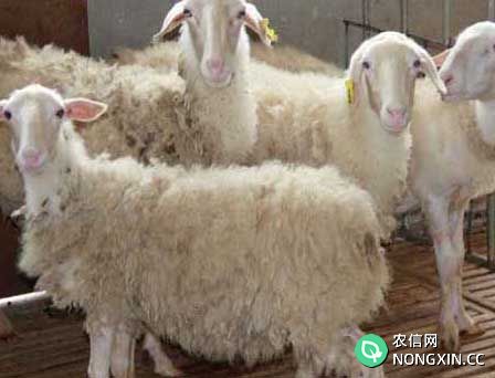 羊养殖技术