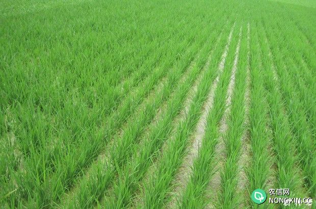 水稻生长需要哪些条件