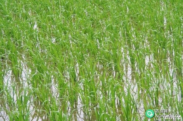 水稻生长需要哪些条件