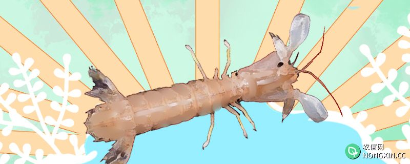 皮皮虾是虾吗，是虫子吗