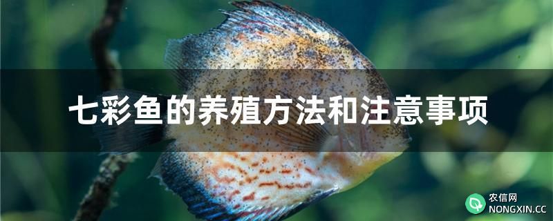 七彩鱼的养殖方法和注意事项