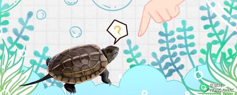 小乌龟怕冷水吗