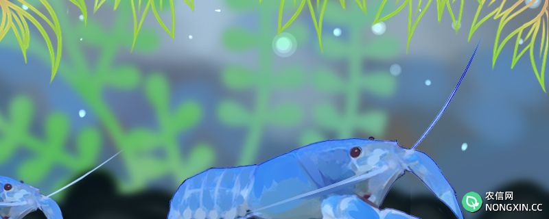 天空蓝魔虾怎么繁殖，多大可以繁殖