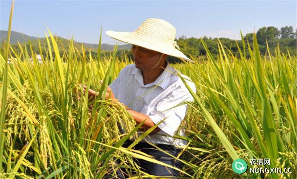 水稻后期田间管理