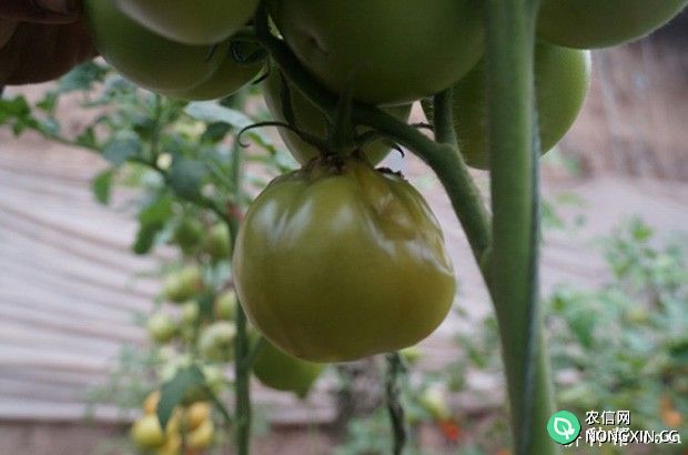 番茄软腐病如何防治 番茄软腐病用什么药治