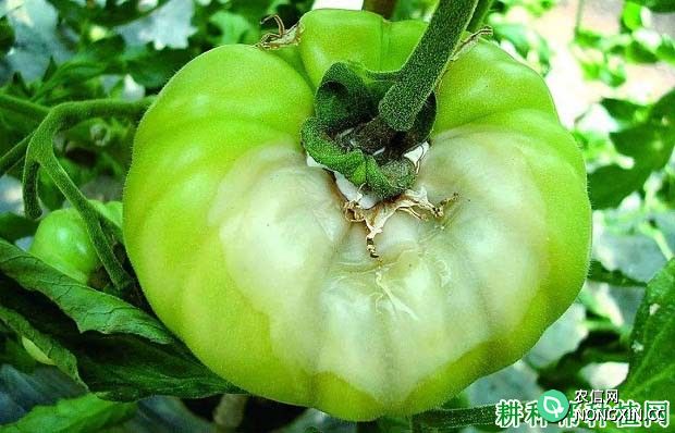番茄软腐病如何防治 番茄软腐病用什么药治
