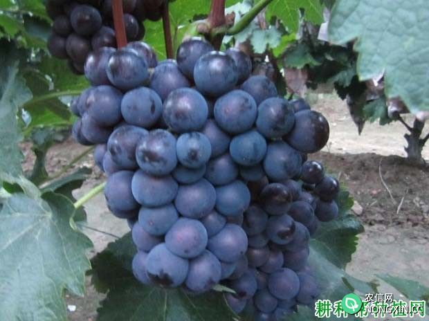 贵园葡萄品种好不好