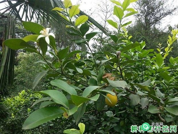 柠檬树怎么促进花芽分化