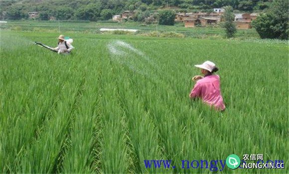 优质水稻防治病虫害应做到哪五优
