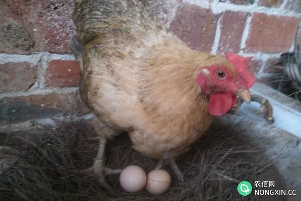 母鸡不下蛋怎么办