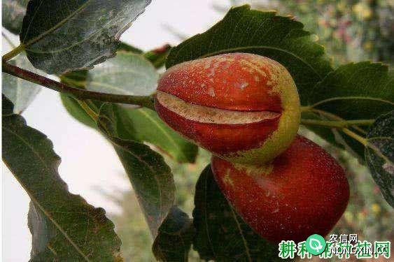 种枣树如何防治枣裂果病