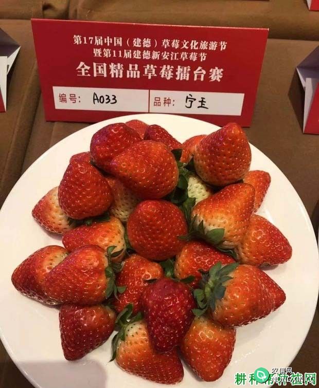 宁玉草莓品种好不好