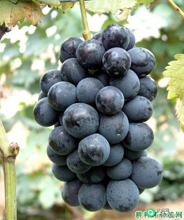 早巨选葡萄品种好不好 种植早巨选葡萄需要注意什么