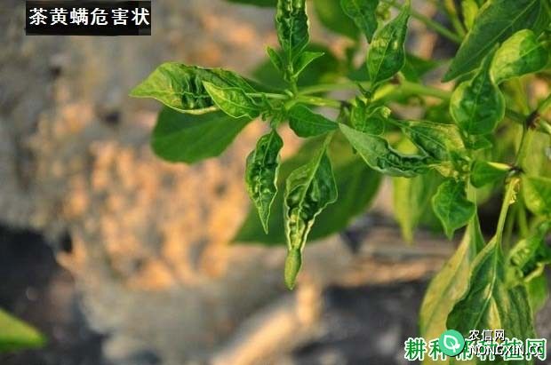 种植辣椒如何防治茶黄螨