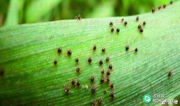 小麦红蜘蛛如何防治