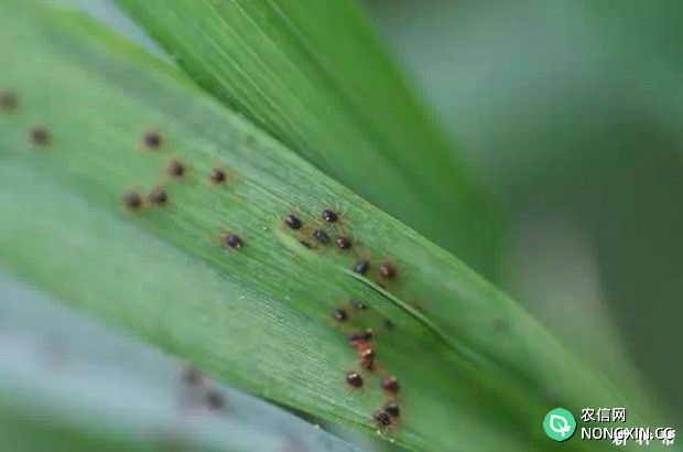 小麦红蜘蛛如何防治