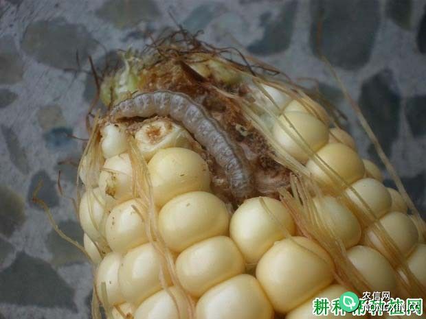 种芦笋如何防治亚洲玉米螟