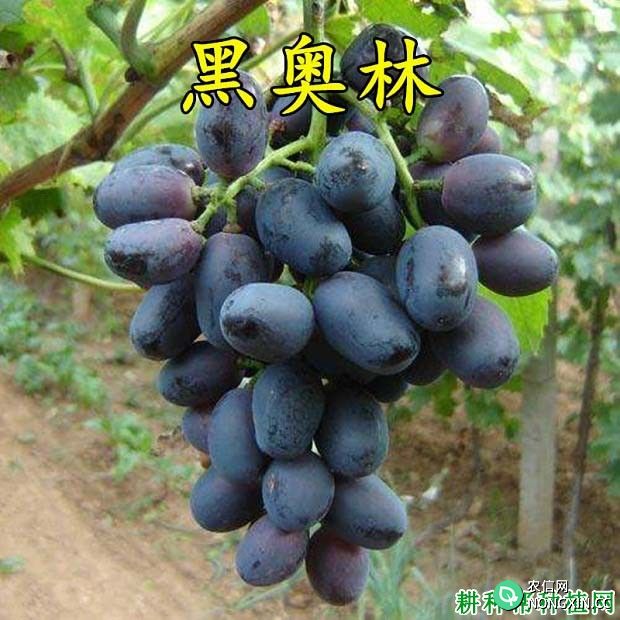 黑奥林葡萄品种好不好 种植黑奥林葡萄需要注意什么