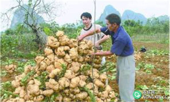 豆薯如何种植，豆薯种植与栽培技术