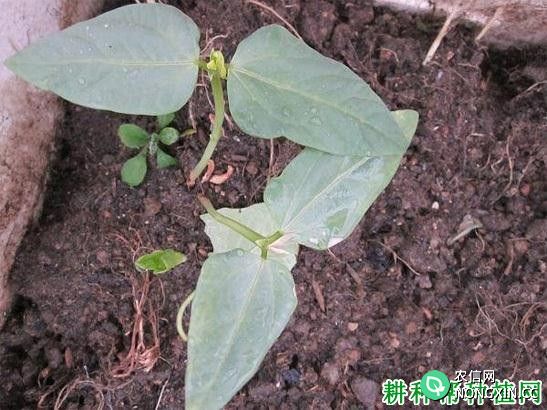 四季豆（菜豆）生长过程是怎么样