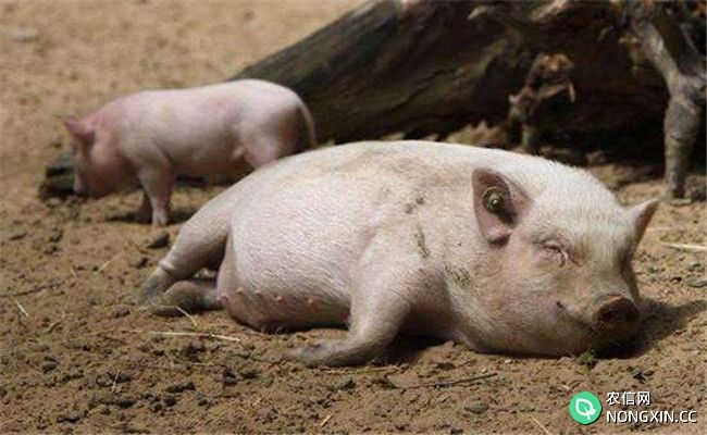 猪传染性胃肠炎防治报告