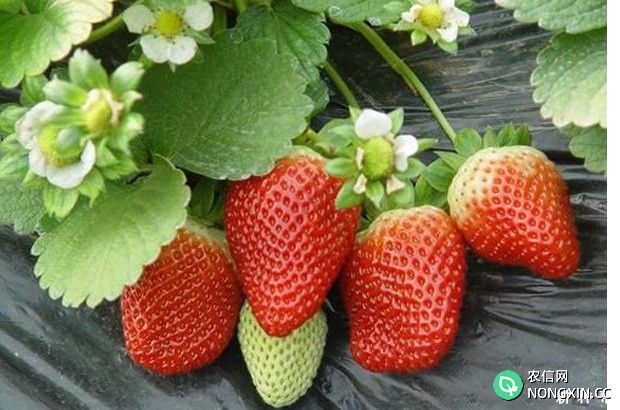 塑料大棚草莓半促成种植要注意什么