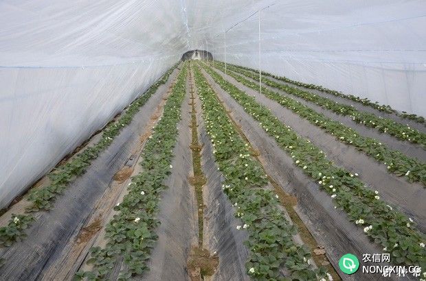 塑料大棚草莓半促成种植要注意什么