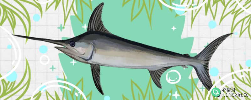 剑鱼是什么鱼，属于海水鱼吗