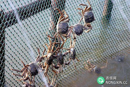 螃蟹常见的养殖方式