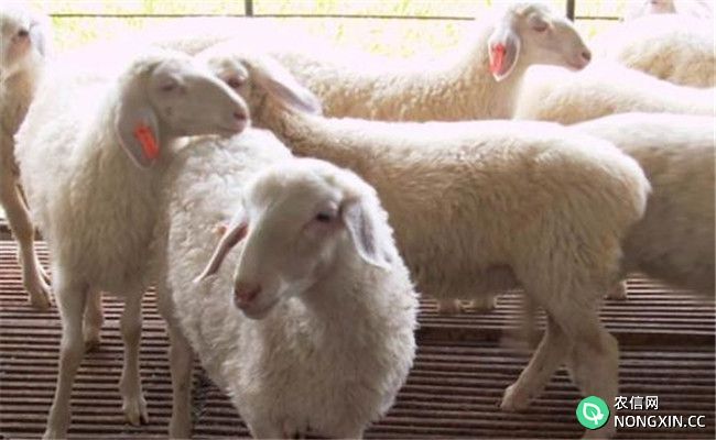 怎样才能做好母羊的发情鉴定