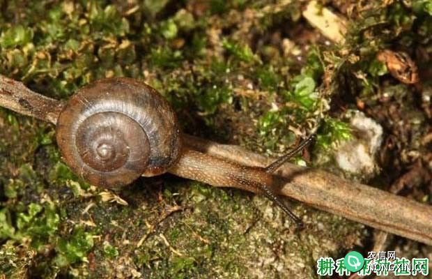 种西瓜如何防治同型巴蜗牛