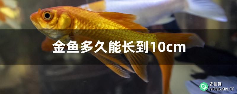 金鱼多久能长到10cm