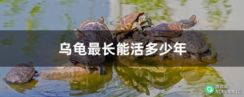 乌龟最长能活多少年