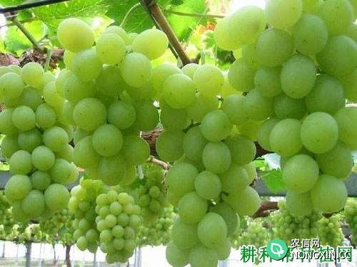 超宝葡萄品种好不好 种植超宝葡萄需要注意什么