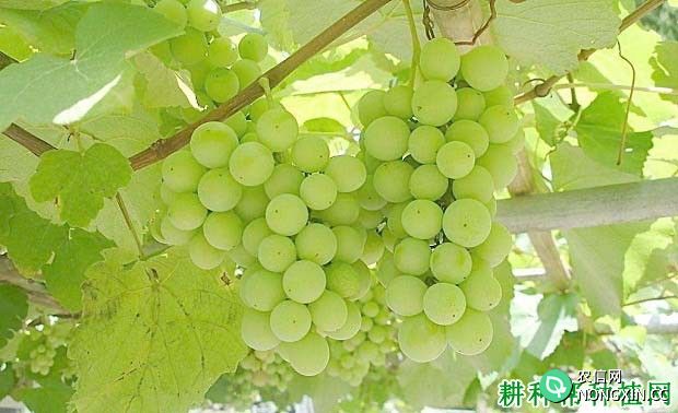 超宝葡萄品种好不好 种植超宝葡萄需要注意什么