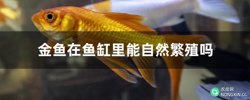金鱼在鱼缸里能自然繁殖吗