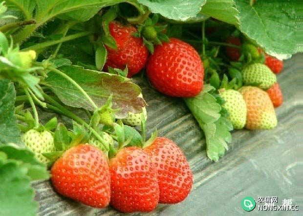 全明星草莓怎么样亩产是多少