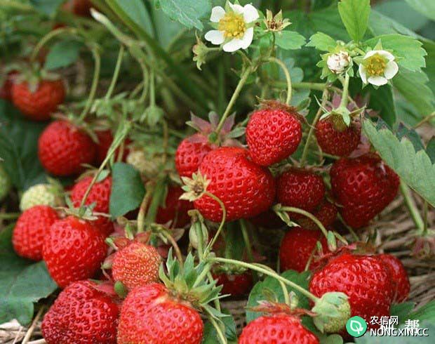 全明星草莓怎么样亩产是多少