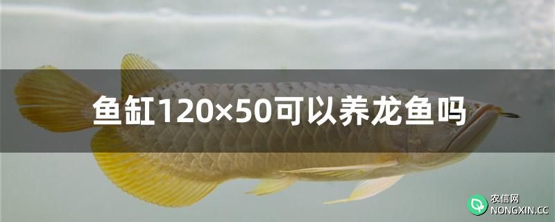 鱼缸120×50可以养龙鱼吗