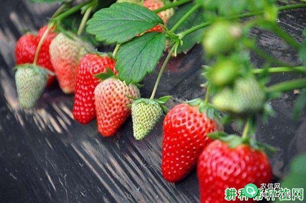 连达草莓品种好不好