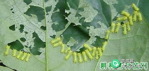 菠萝蜜丽绿刺蛾如何防治