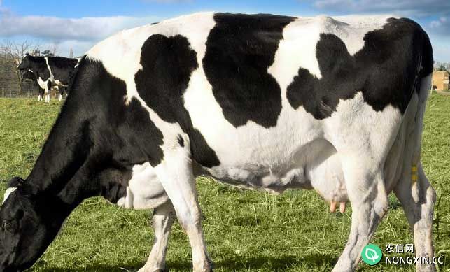 奶牛养殖方法