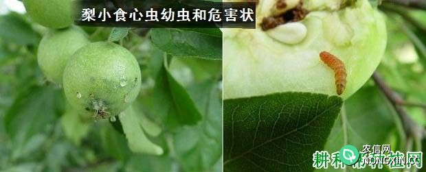 种植苹果如何防治梨小食心虫