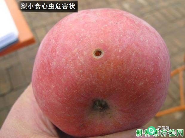 种植苹果如何防治梨小食心虫