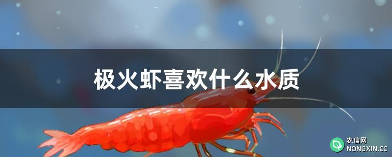 极火虾喜欢什么水质