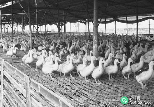鸭子圈养的养殖管理
